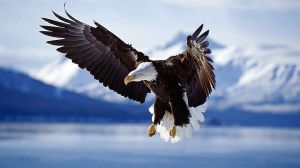Amazing_Eagle