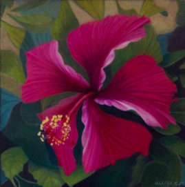 hibiscus