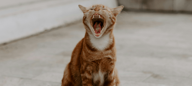 Polina Kuzovkova on Unsplash