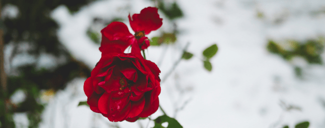 Aiste Katkute on Unsplash