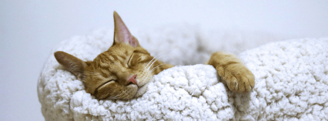 Aleksandar Cvetanovic on Unsplash