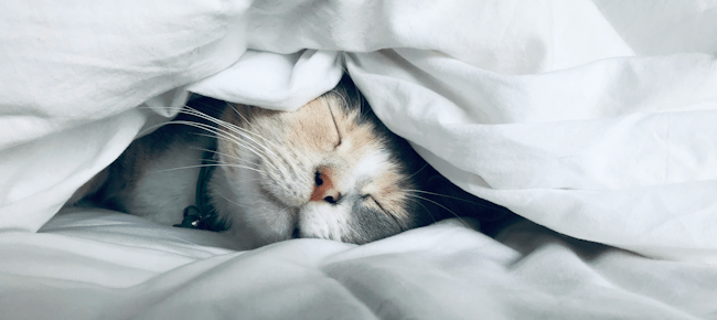 Kate Stone Matheson on Unsplash
